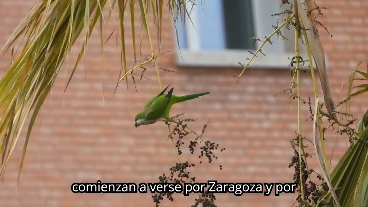 Comportamiento de la cotorra argentina