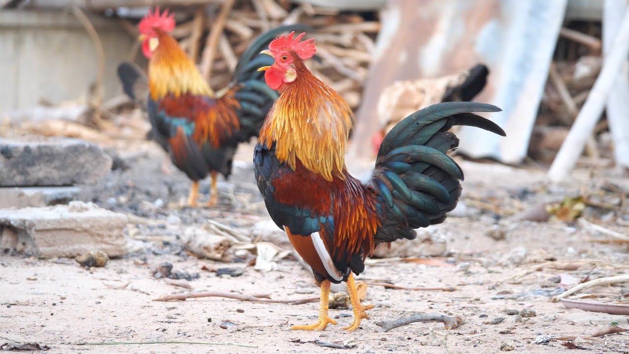 เสียงไก่ขัน ไก่แจ้ขัน Chicken sound