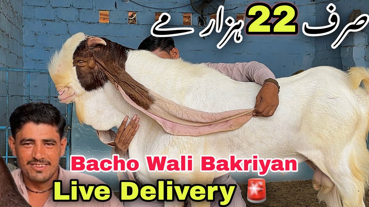 🍀 Orangi Town & Lalukhet Bakra Mandi Se Bhe Sasti 2027  ❤️ Ghulam Qadir Goat Farm Mandi 🍀