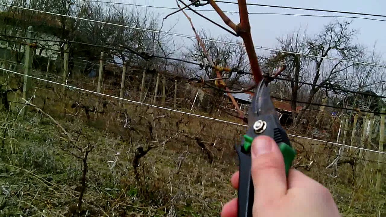 рязане на лозе част 2