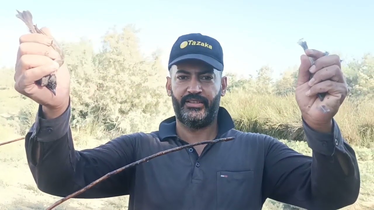 صيد البلابل المخاليف