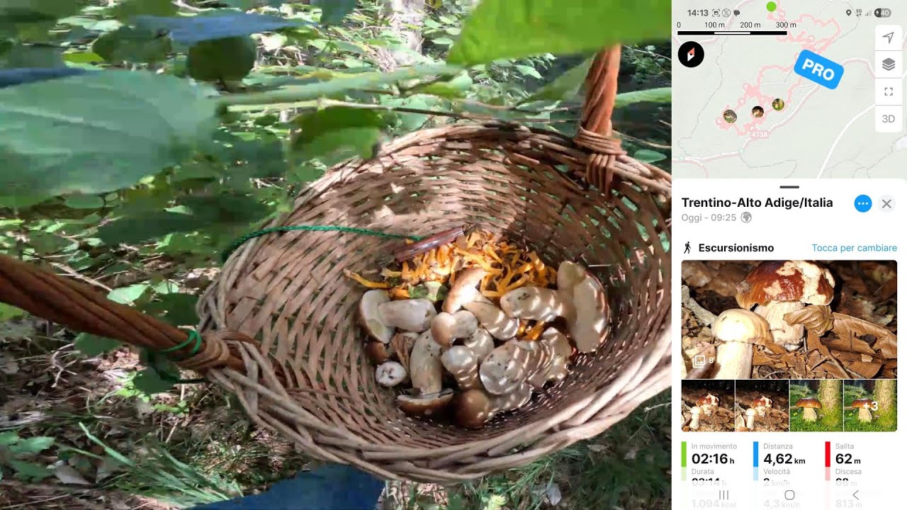 Porcini 2025 settembre è iniziata una nuova grande buttata a bassa quota🍄 !!