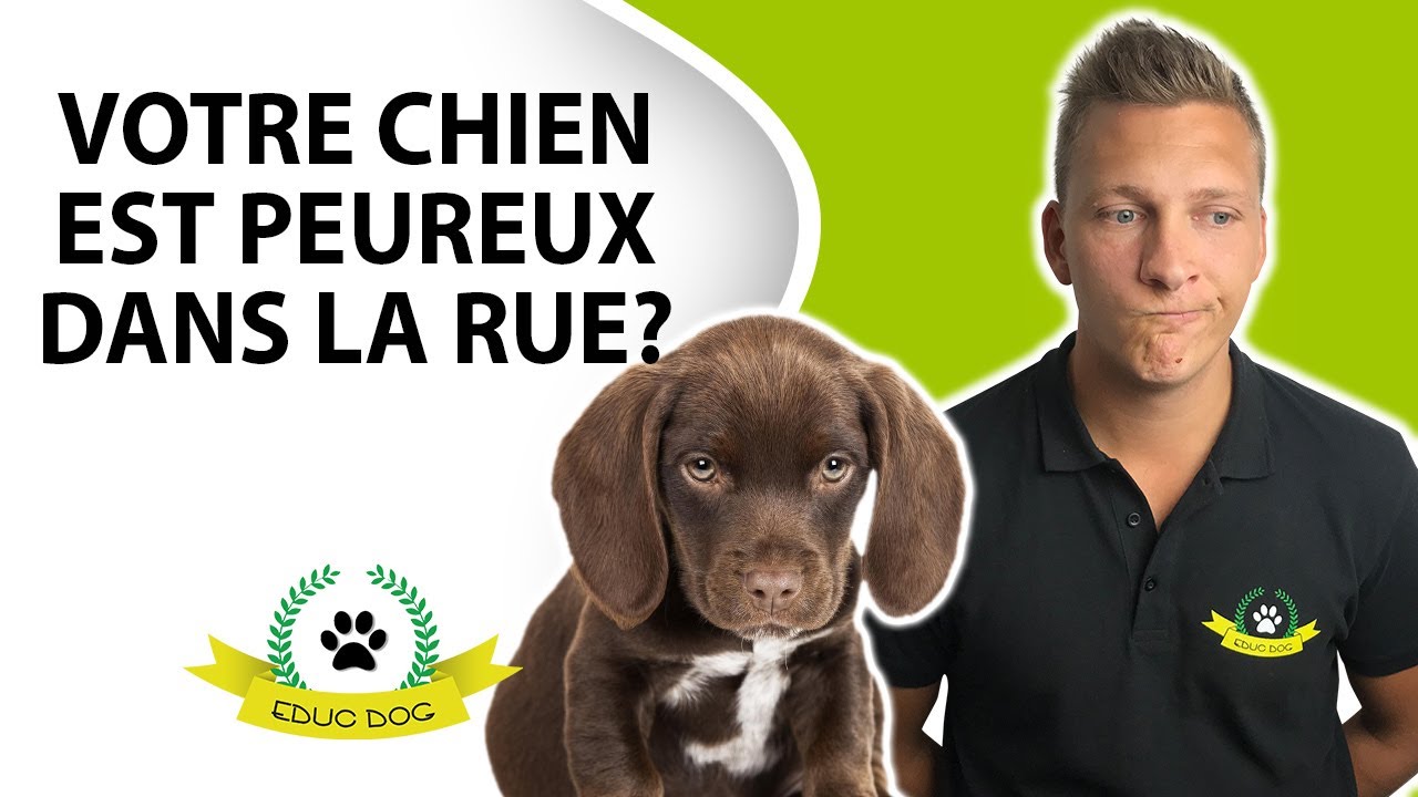 COMMENT &Eacute;DUQUER UN CHIOT PEUREUX ?