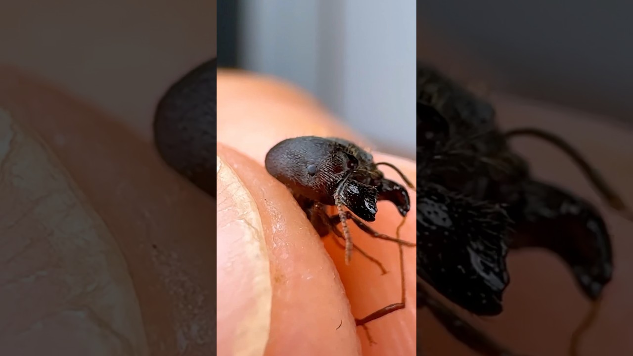 My Ants Executed Their Soldier!!