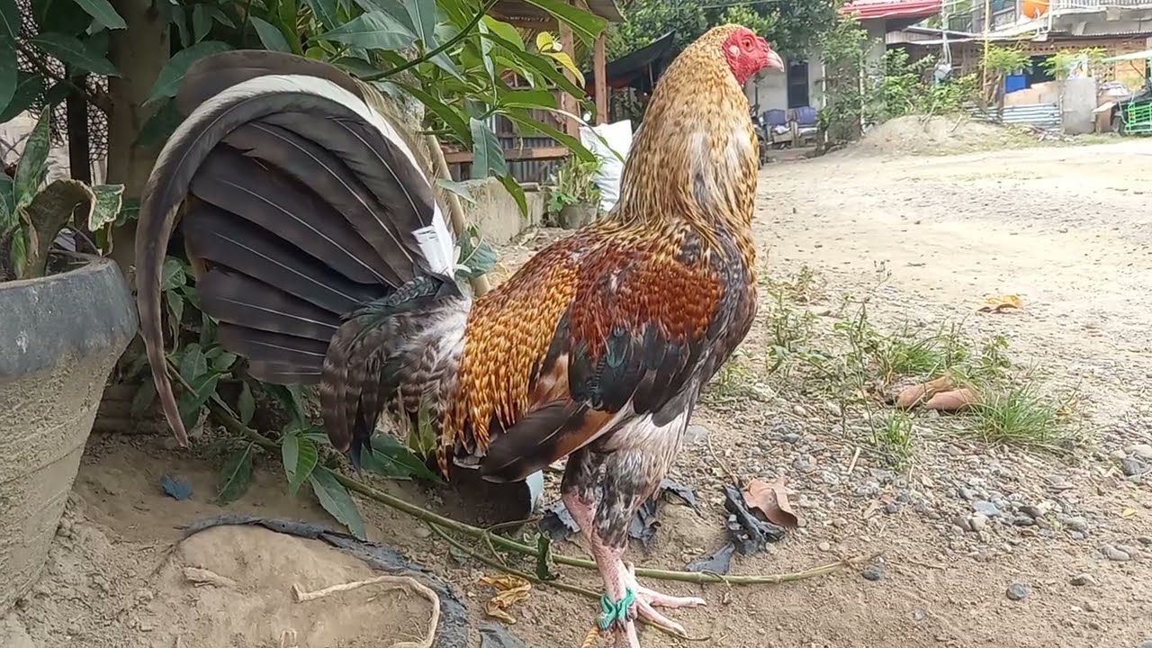 #chicken #hen #rooster #manok #jlcbackyard #youtubeshorts #shorts #breeder #backyardpoultryfarming