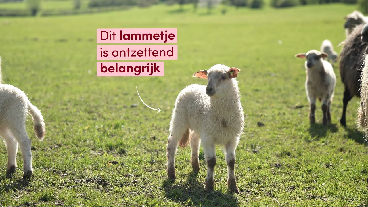 Deze lammetjes beschermen een uniek stukje Nederland