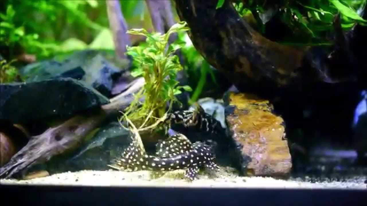 Updated Pleco planted tank Feb 2014