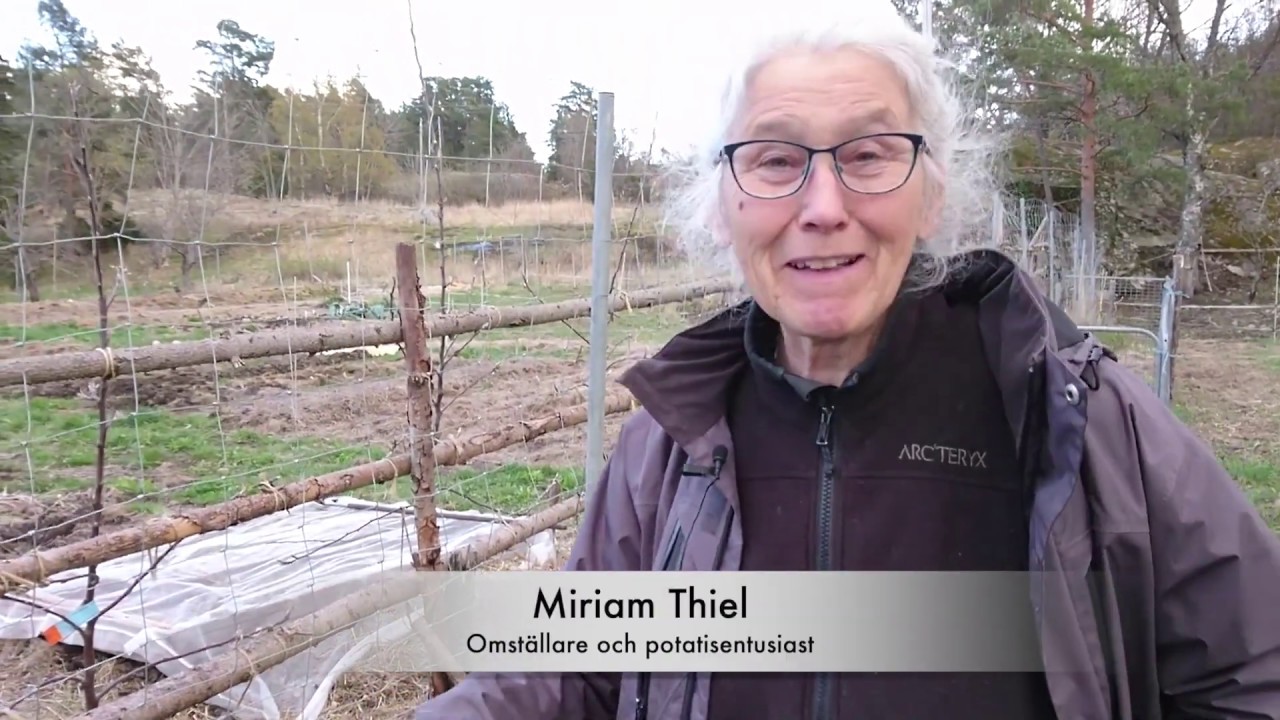 Potatisuppropet: odla utan att gräva