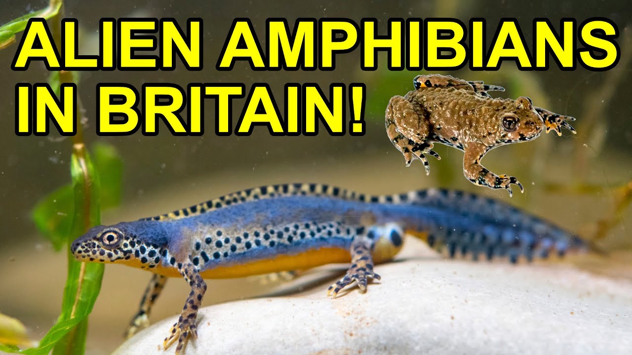 4 Non Native UK Amphibians