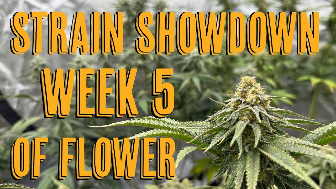 Week 5 Of Flower Strain Showdown