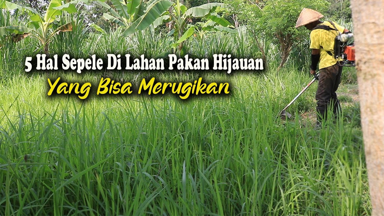 5 Hal Sepele Di Lahan Pakan Hijauan Yang Bisa Merugikan Peternak Kambing Domba