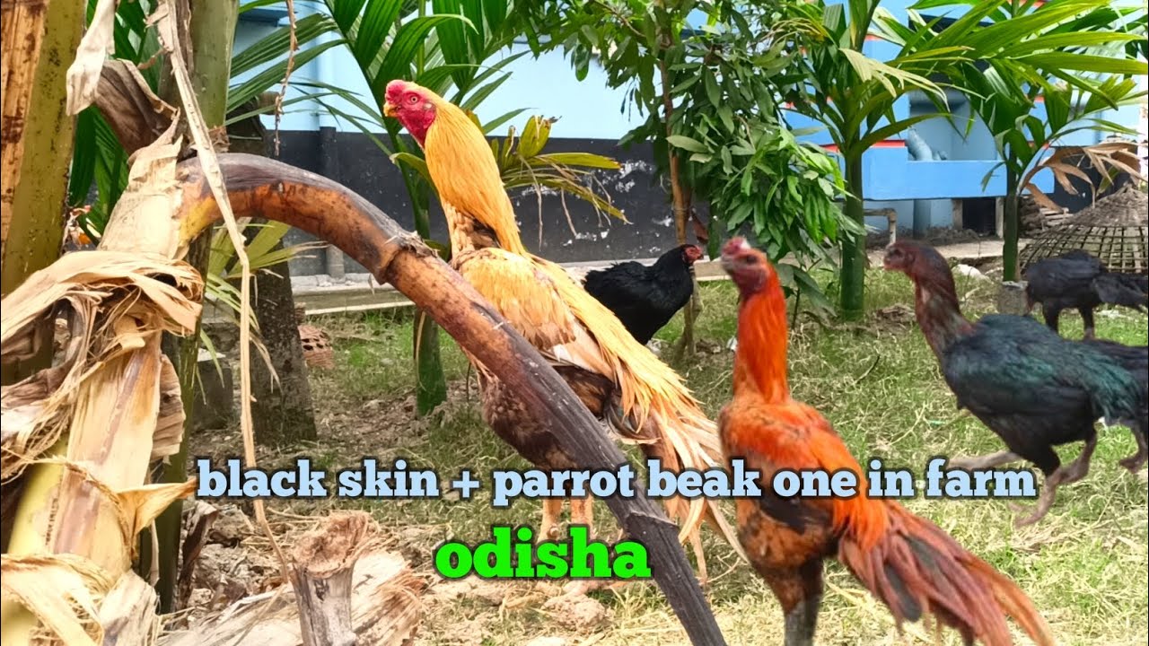 Aseel breeding chick Andhra parrot beak aseel Tamil black skin aseel in odisha farming chicks 