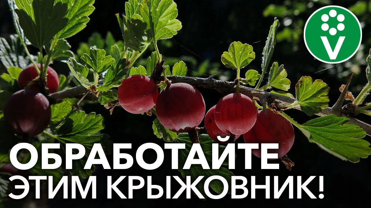 ПОРА СПАСАТЬ КРЫЖОВНИК от мучнистой росы! 5 безопасных рецептов обработки по ягоде