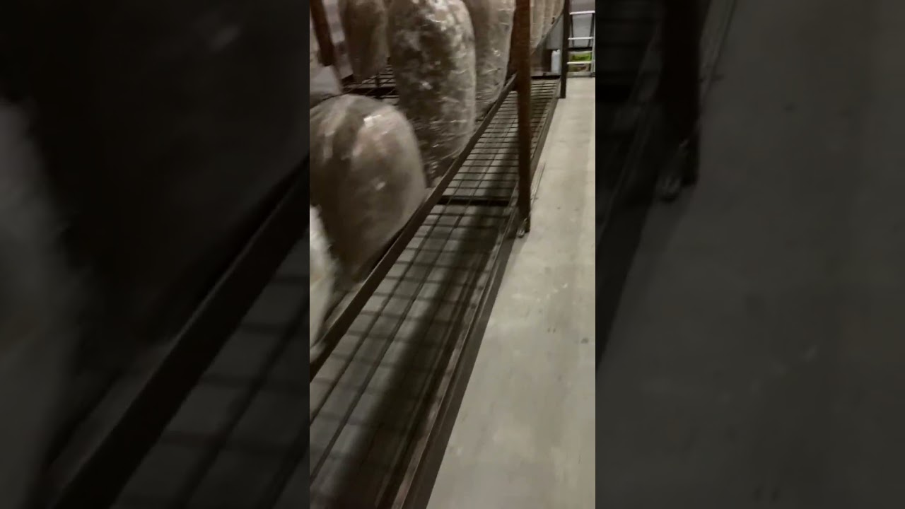 Incubarea sacilor de Compost ,inoculați cu miceliu ,ciuperca Pleurotus