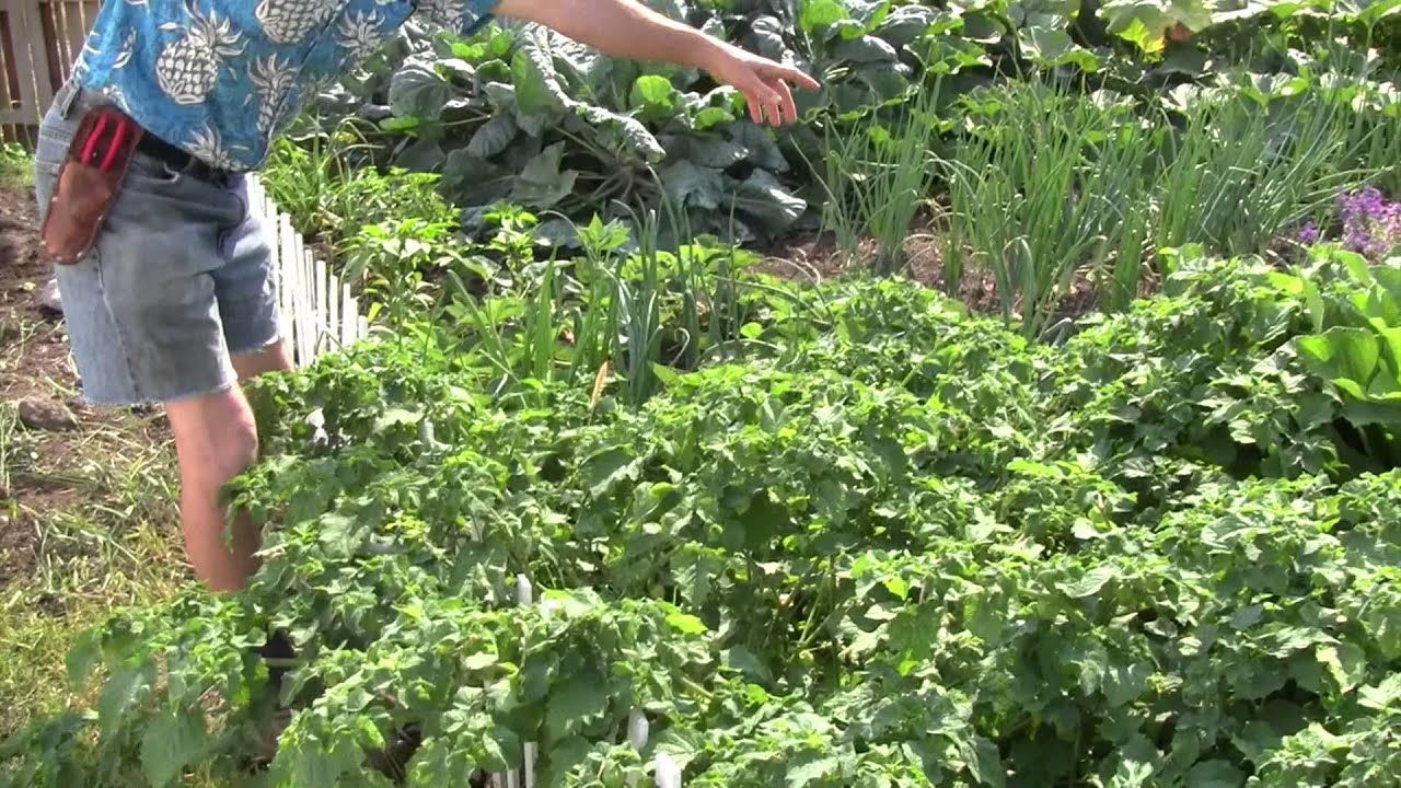 Michael Pilarski's Cape Gooseberry - Nutraceutical Adaptogen Superfood