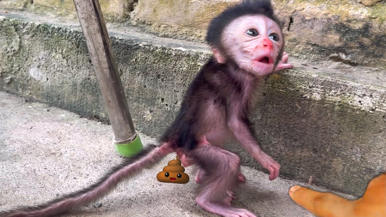 Baby Monkey Suddenly Pops Up and Asks to Be Picked Up 🥹🐒