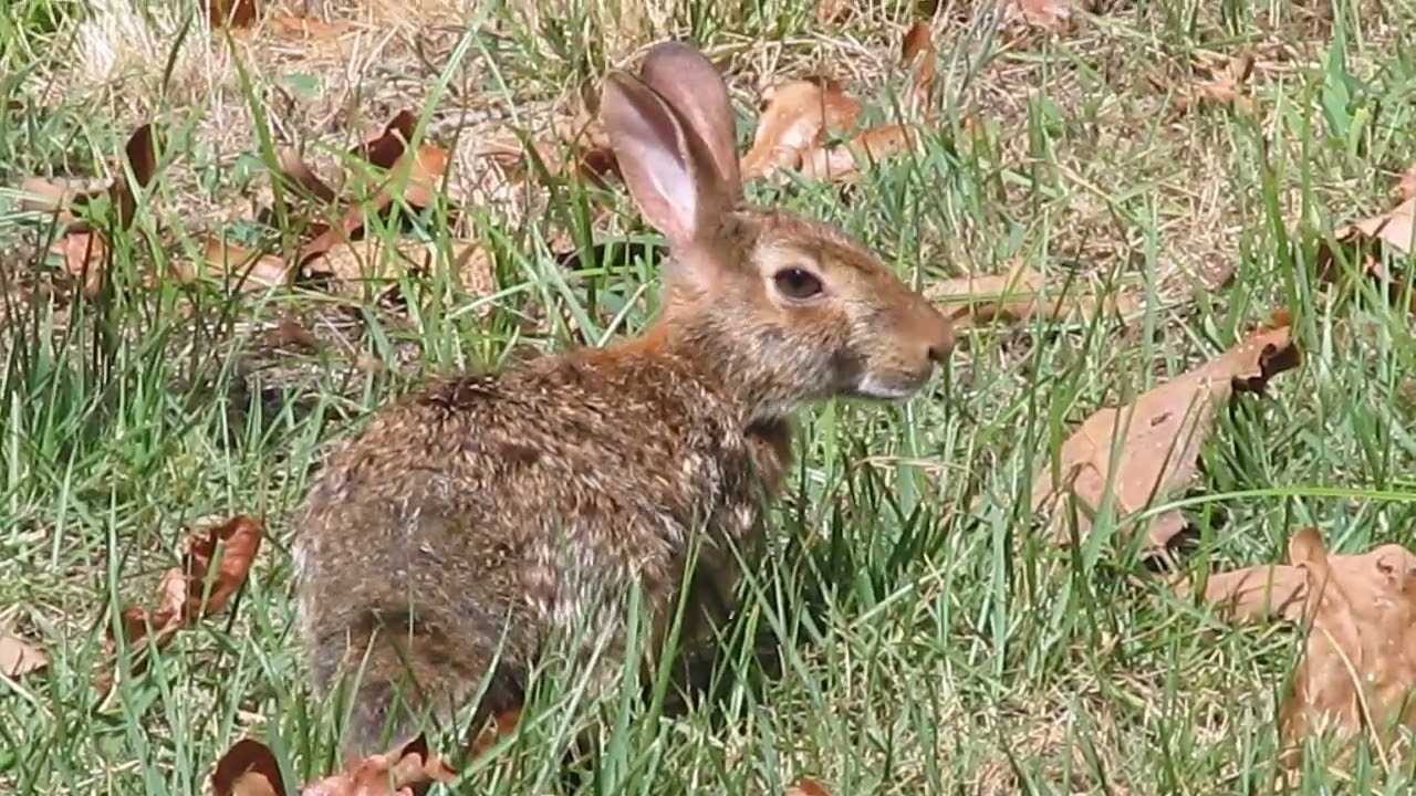 wild rabbit returns to eat banana peel in backyard wildlife observation happy bunny relaxation time