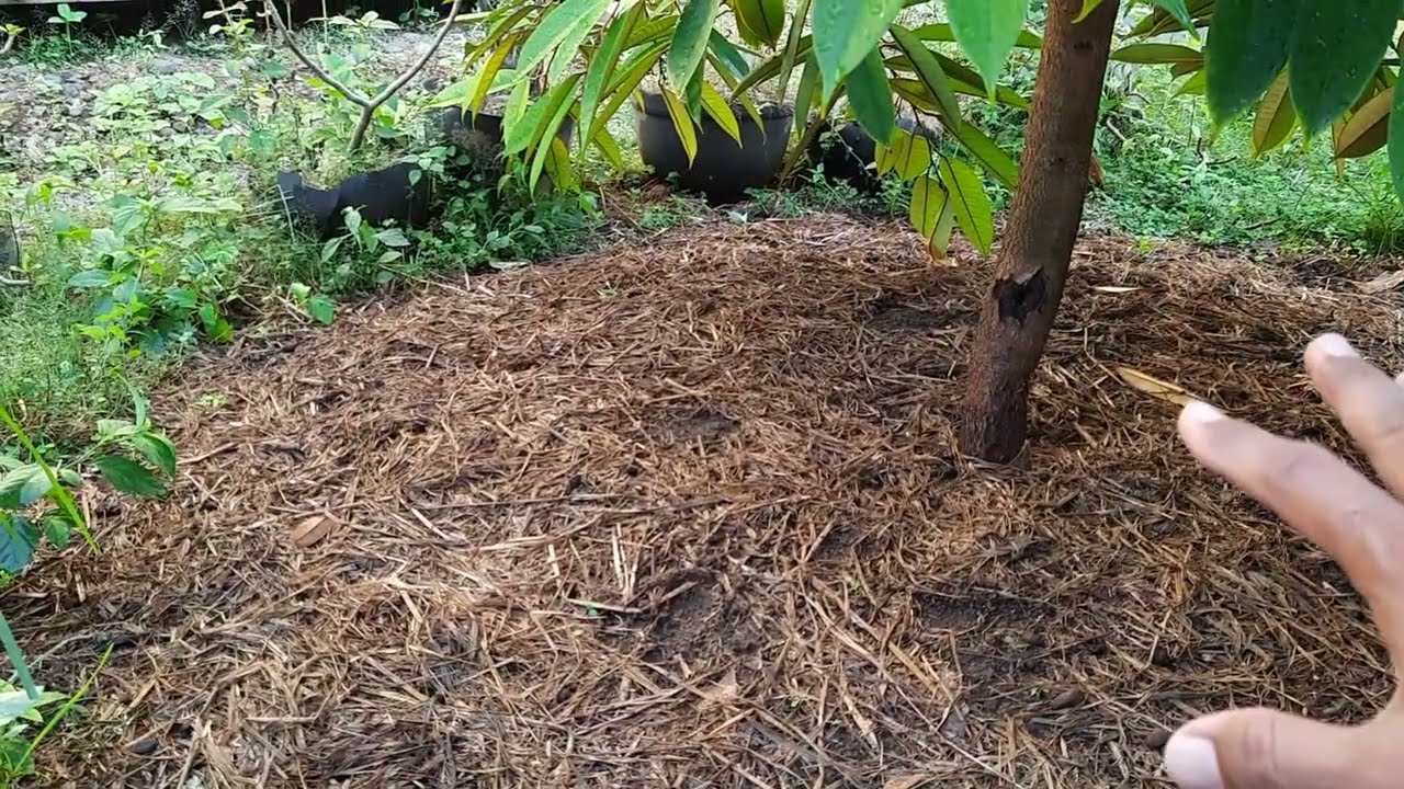 Setelah Aplikasi Jerami 2 Kali, Pertumbuhan Durian di Pekarangan Makin Mantul