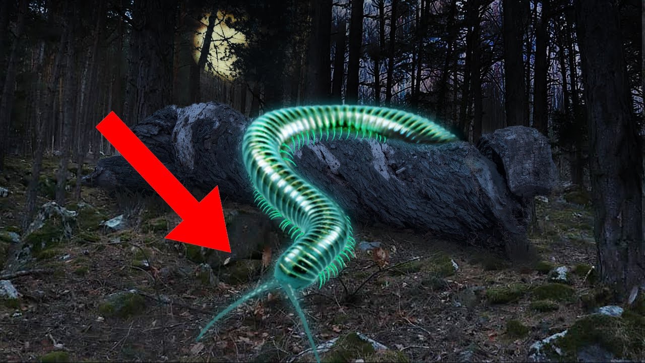 12 Most AMAZING Bioluminescent Creatures In The World!