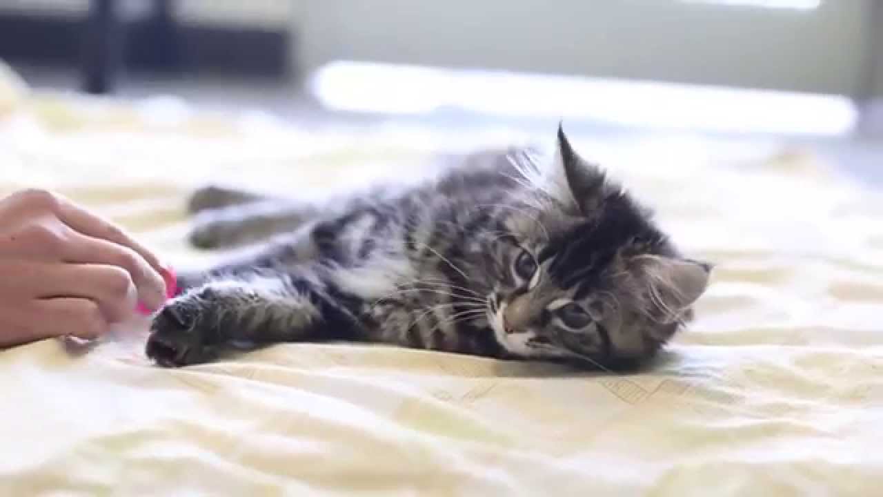 Chanel the Cerebellar Hypoplasia Cat