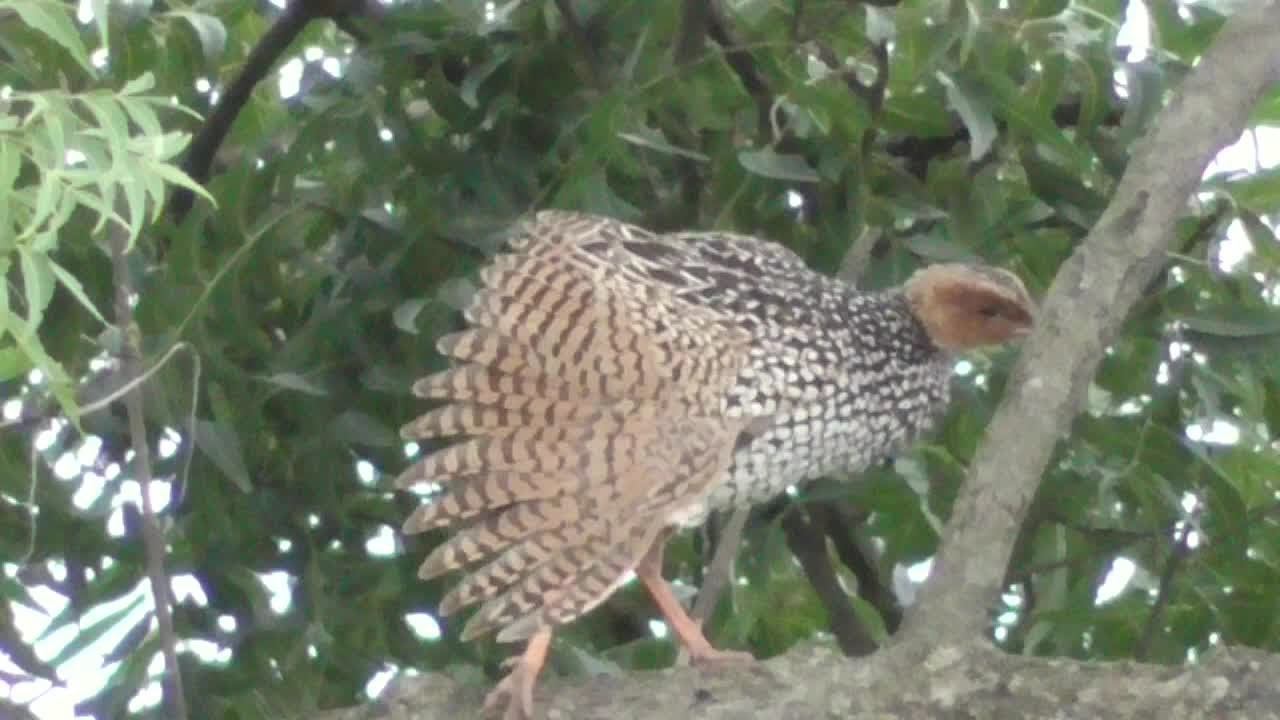 Painted francolin