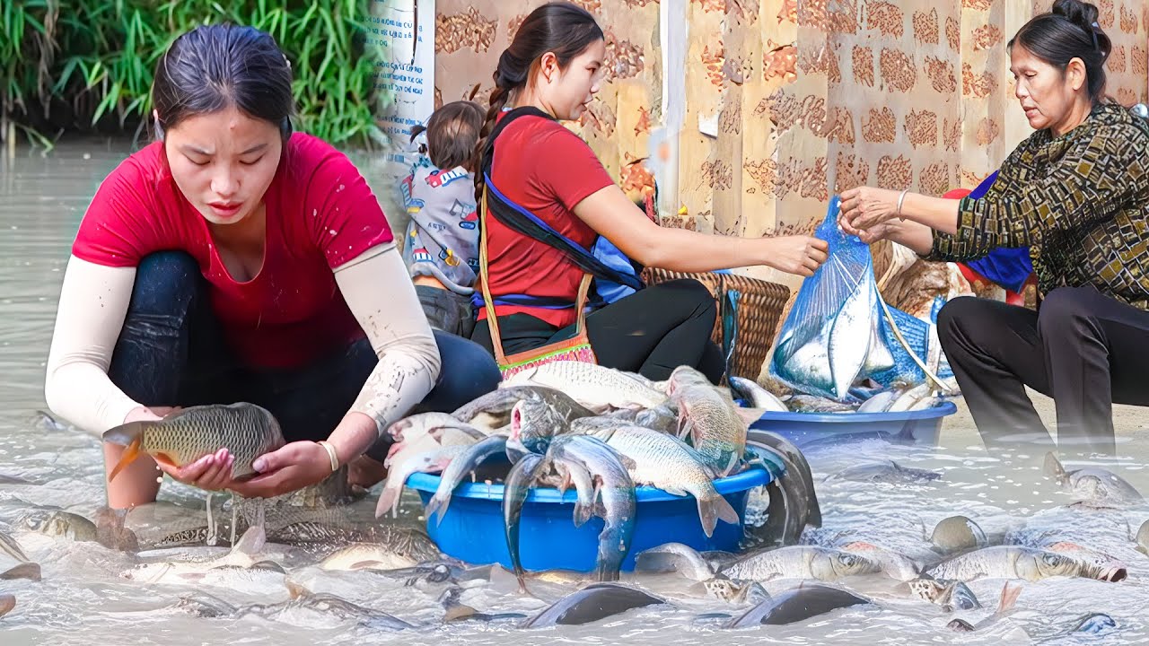 Harvesting a Large Natural Fish Pond with My Son and Daughter | Selling Fresh Fish at the Market
