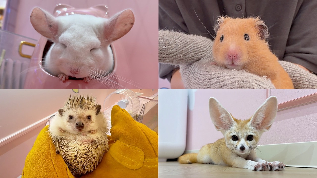 Inside a Kawaii Animal Cafe in Harajuku, Japan!