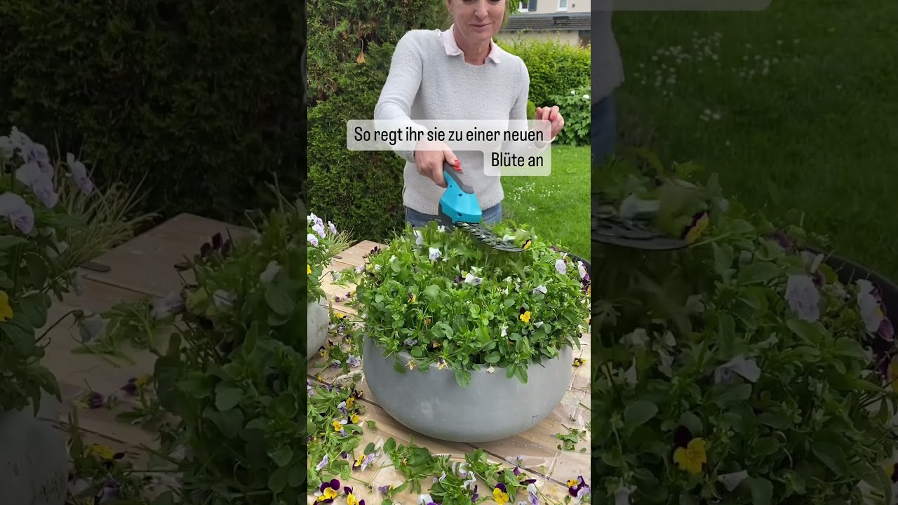 Hornveilchen R&uuml;ckschnitt #garden #gardening #homeandgarden #garten #pflanzenmuddi