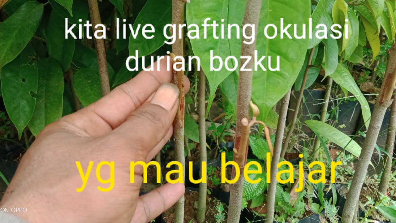 Teguh bibit sedang live sekarang! kita live grafting okulasi durian bozku 💯 mudah