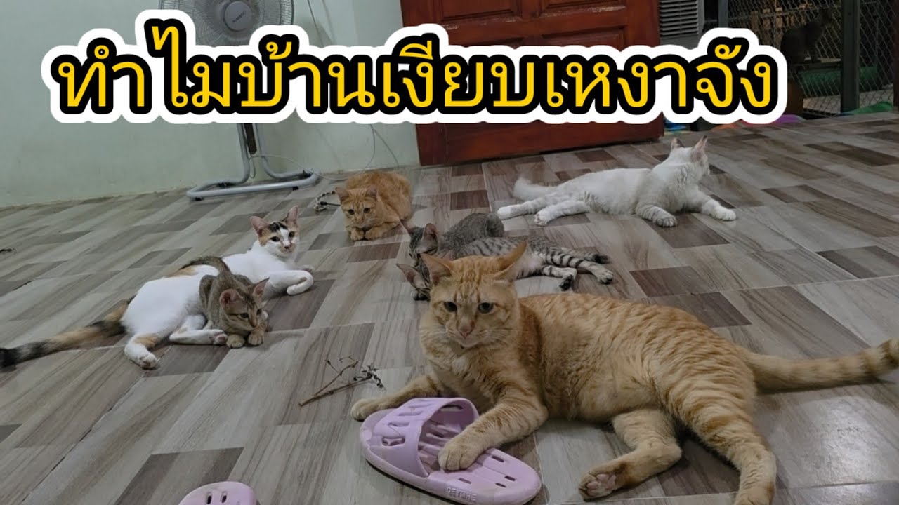 ทำไมบ้านเงียบเหงาจัง#ปังปอนลูกแม่เกียง #แม่เกียงเลี้ยงแมวจร