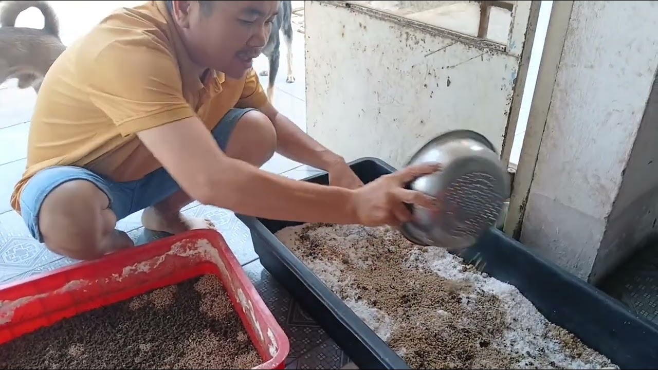 quy trình nuôi ruồi lính đen mới nhất, cho hộ chăn nuôi nhỏ tại nông thôn