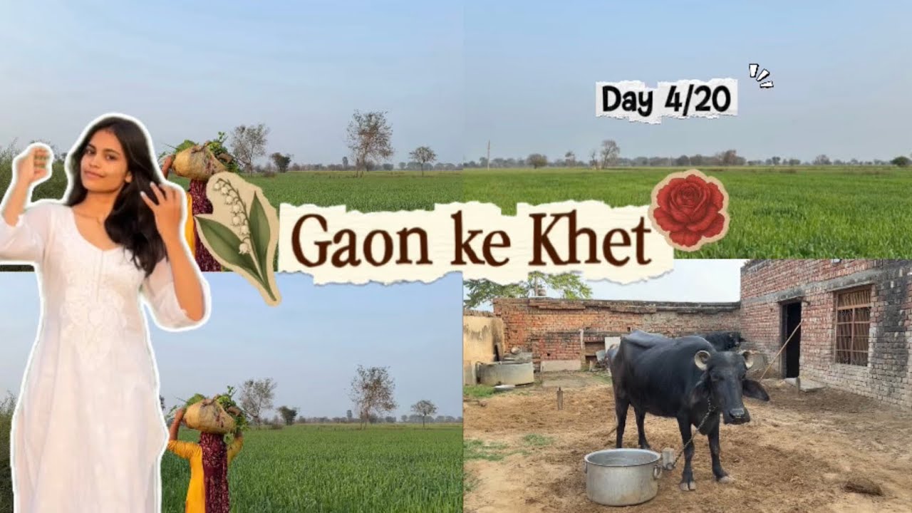 Naani ka ghar | Khet 🌾🚜 | Gaon 🫶🏼🌸 | Must watch 😍❤️ | #dailyvlog #angelrana #gaonkilife 