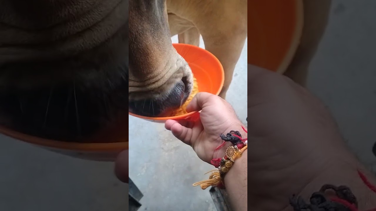 Healthy Homemade Food For Gau Mata#healthyfood#cowhealth#cowcare#gauprem
