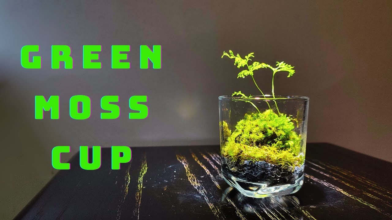 Plant ferns and moss in old water cups | #terrarium 6
