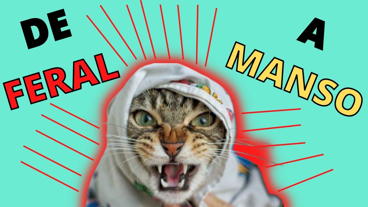 6 PASSOS PARA DOMAR UM GATO SEMI-FERAL!