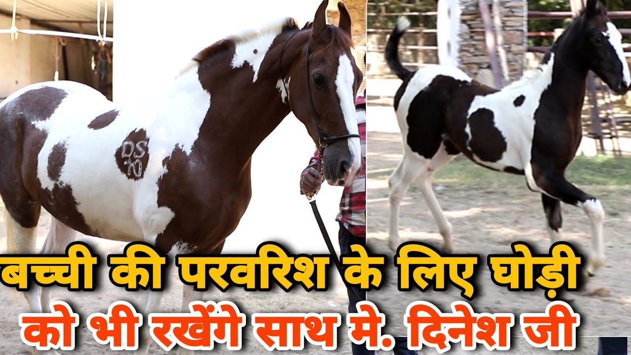दिनेश जी ने खरीदी खूबसूरत अबलक बच्ची | #Dineshjijainsahab