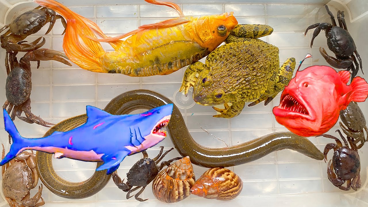 Kem Ốc Chanel cứu các con vật: con cua, cá, cá trê, cá thủy quái, cá mập baby shark ở ngõ ngập lụt.