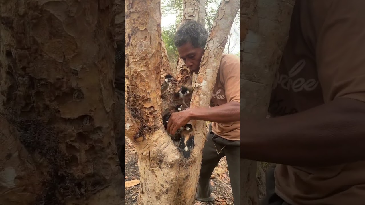 A man see baby birds on a tree nest part 03. #birds #nature #animals #wildlife #forest #tree #nest