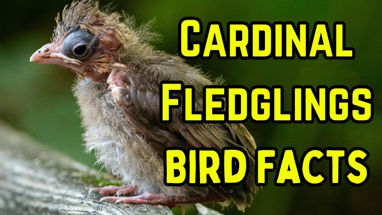 Baby Cardinal Fledglings | Eggs to Fledglings Documentary in the Florida Keys