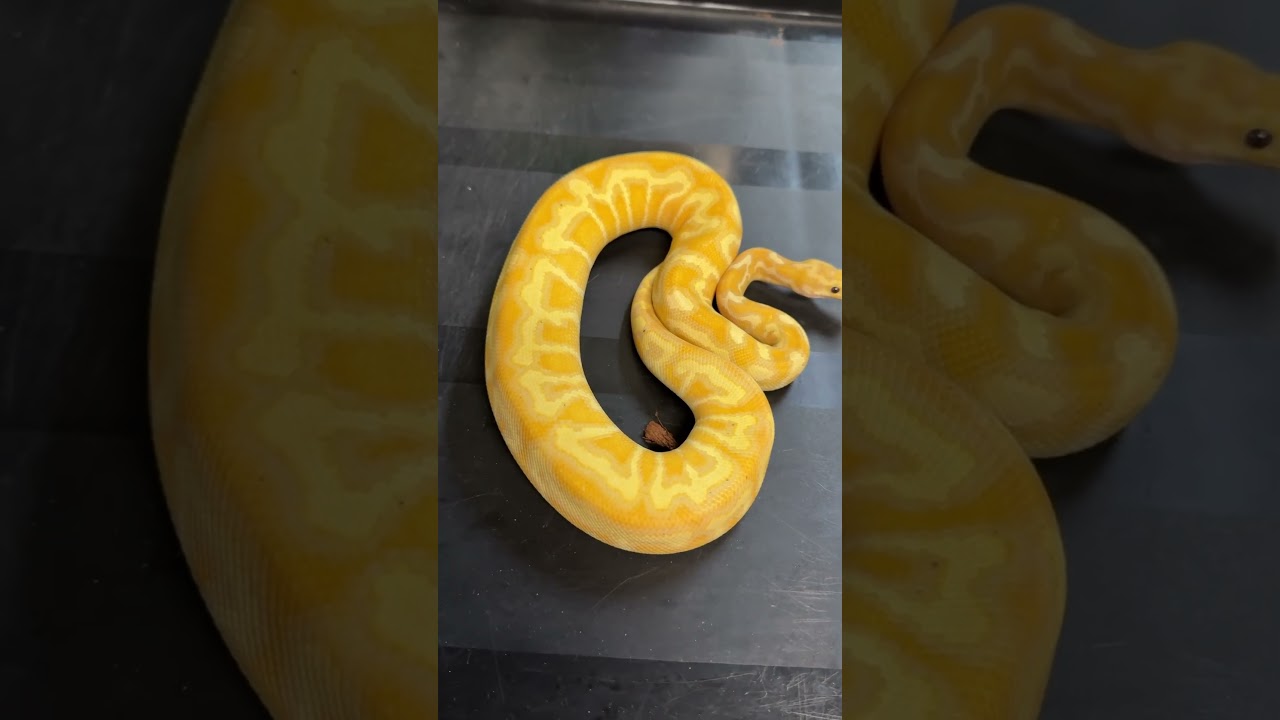 One of my favorite Clown Ball Python clutches of 2025! #ballpythonmorphs #royalconstrictordesigns