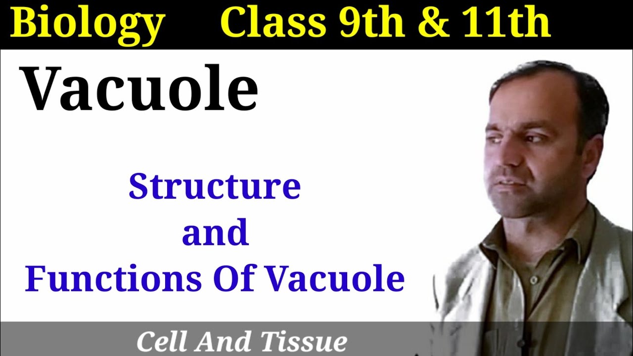 Vacuole || Structure, functions and types of Vacuole class 9 and 11.