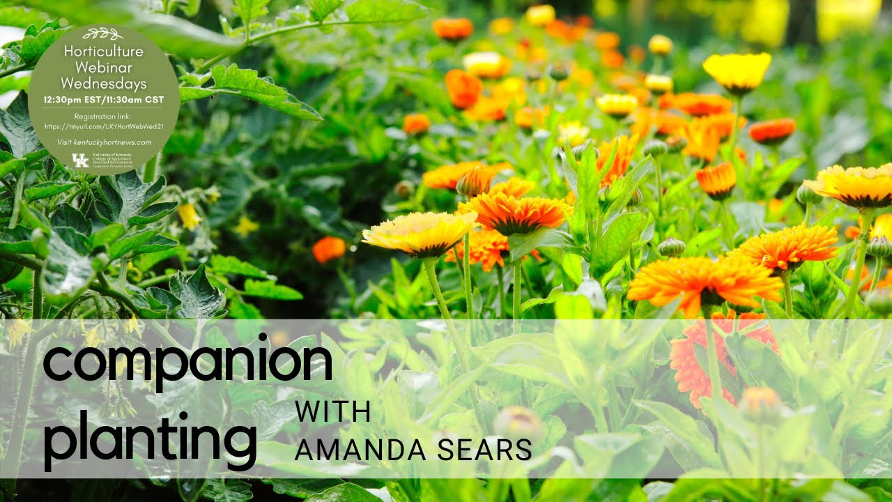 Companion Planting