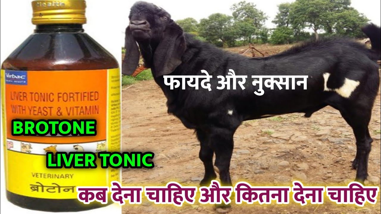बकरे बकरियों का वजन बढाने का दुनिया का सबसे तगड़ा टोनिक brotone liver tonic uses in hindi