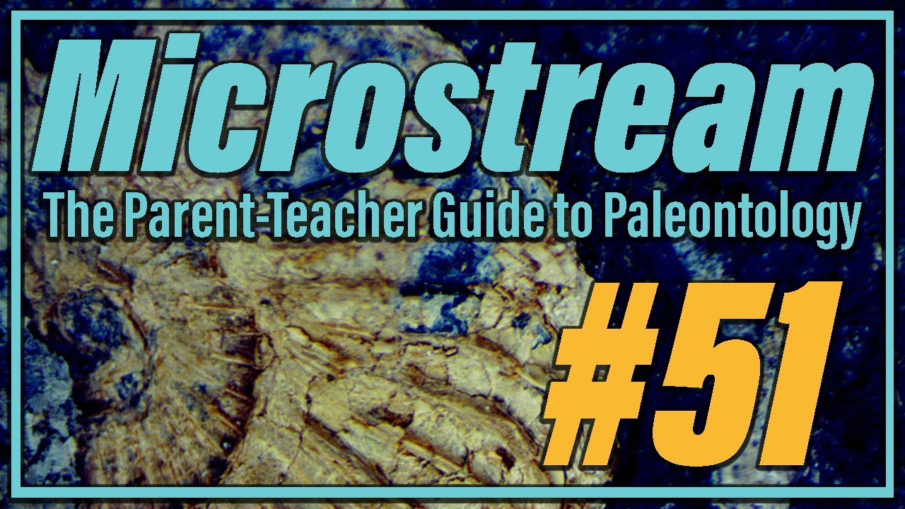 Photographing Lanternfish Fossils! | Microstream #51