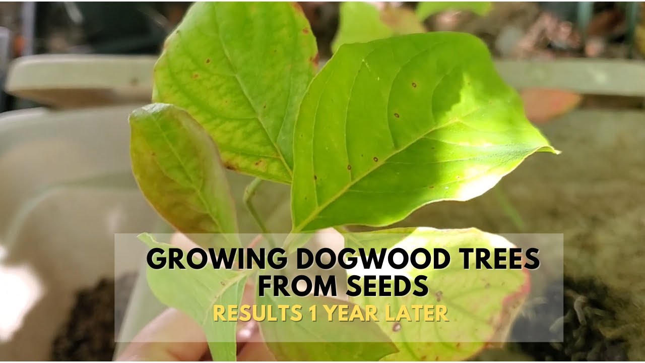 Growing Dogwood Trees from Seed The Results 1 Year Later