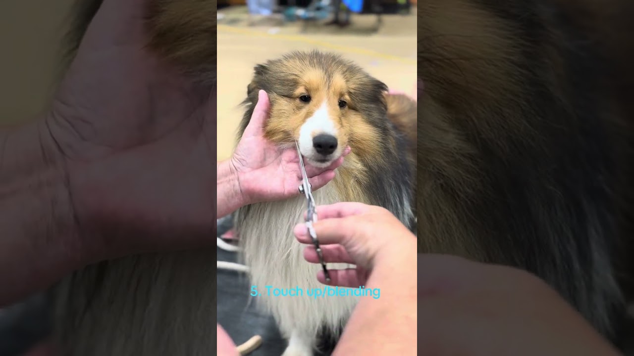Sable Sheltie Head Trim