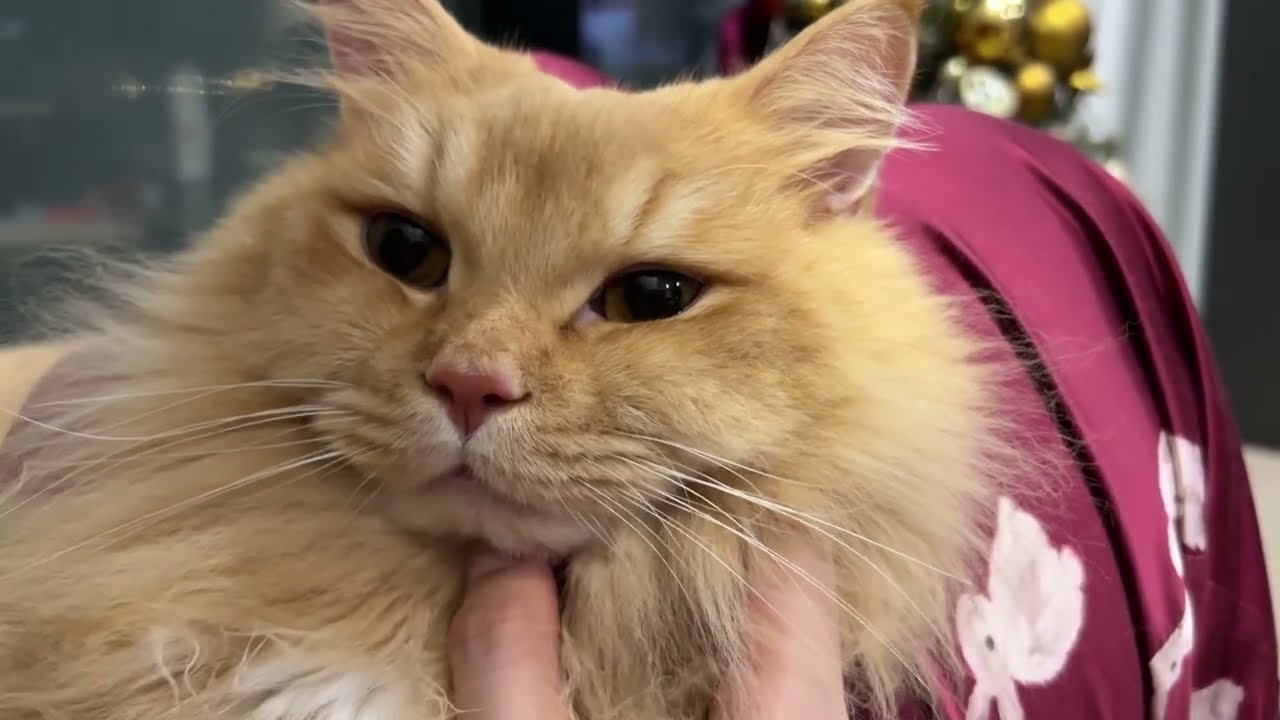 🐱Dr. Woody’s Purr Therapy – Instant Chill Pill💊