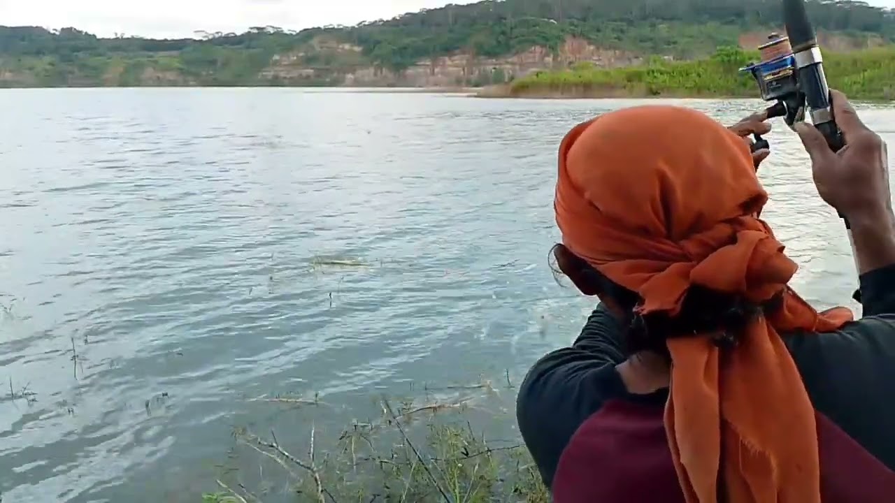 Auto Strike! Nila Liar Rawa Dalam Tak Bisa Nol ak Umpan Hidup #fishing #fish #funny 