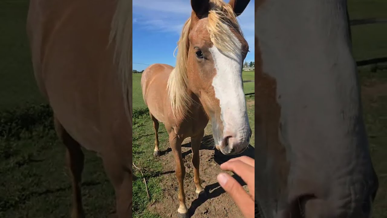 El abuelo más campero de la región está en vivo