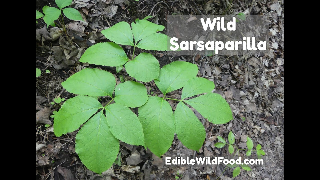 Wild Sarsaparilla - Identification and a Toxic Lookalike